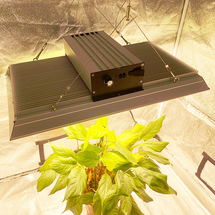 Hydroponic 400 Watt Led Grow Light for Chillies