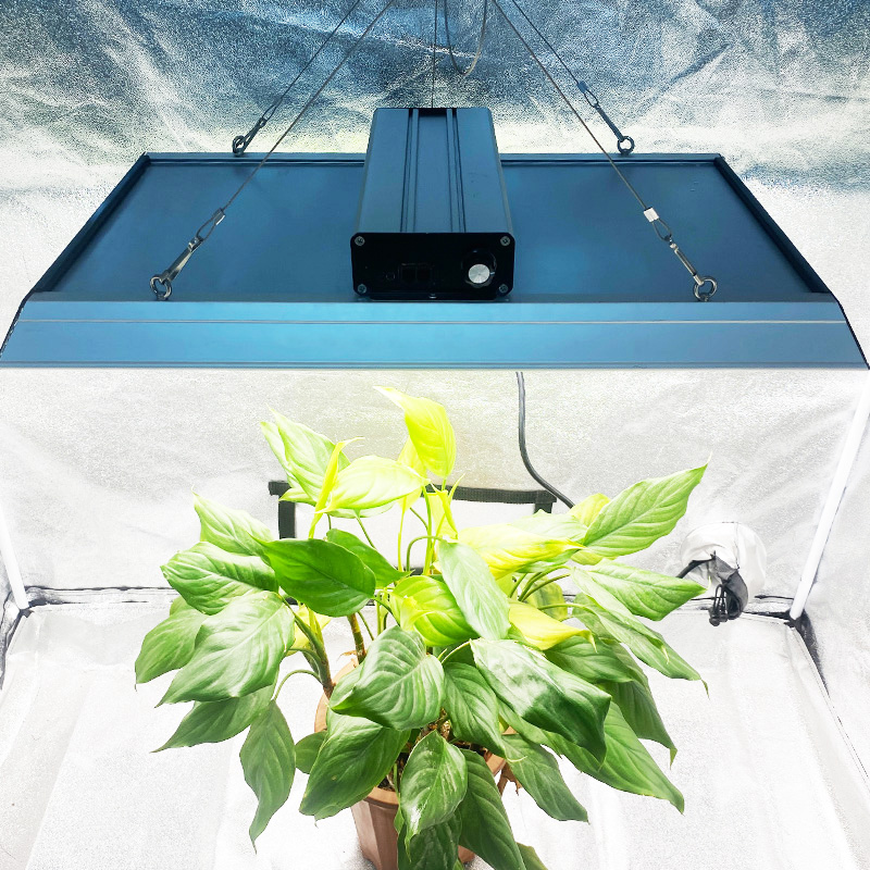 Horticultural 200w Led Grow Light for Chillies