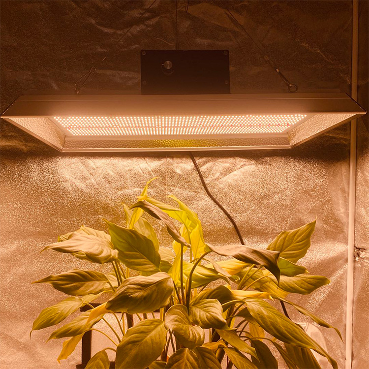 Horticultural 400 Watt Led Grow Light for Chillies